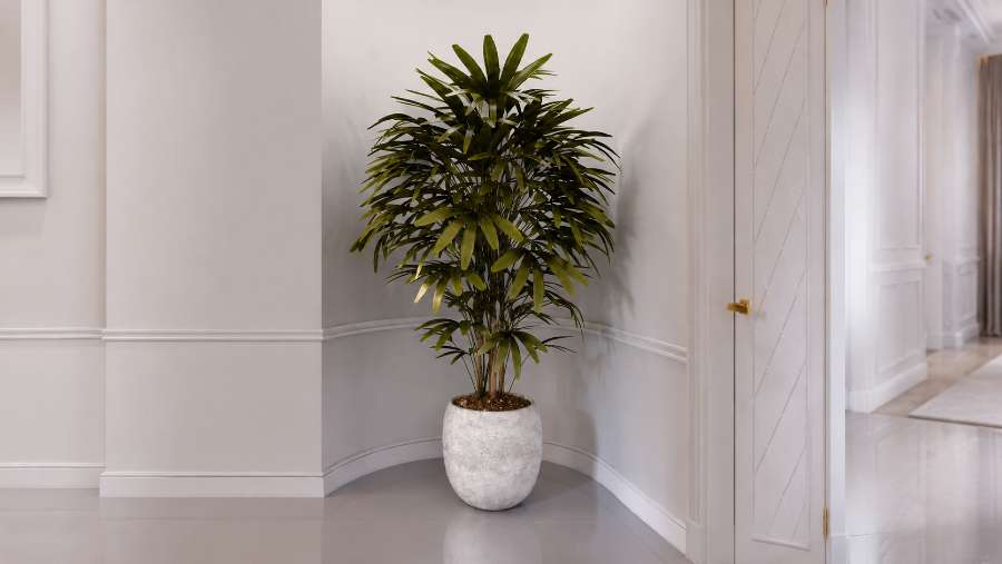 Best Indoor Palm Trees - Lady Palm