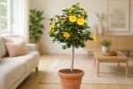 Best Large Houseplants for Bright Rooms