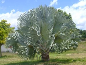Bismarckia Palm Indoors: Bismarck Palm Care Made Easy