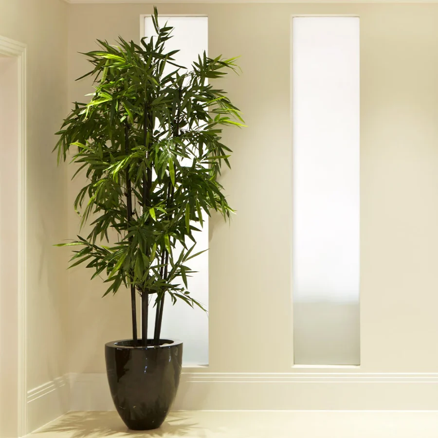 Growing Bamboo In Pots Indoors-Phyllostachys nigra- Black Bamboo
