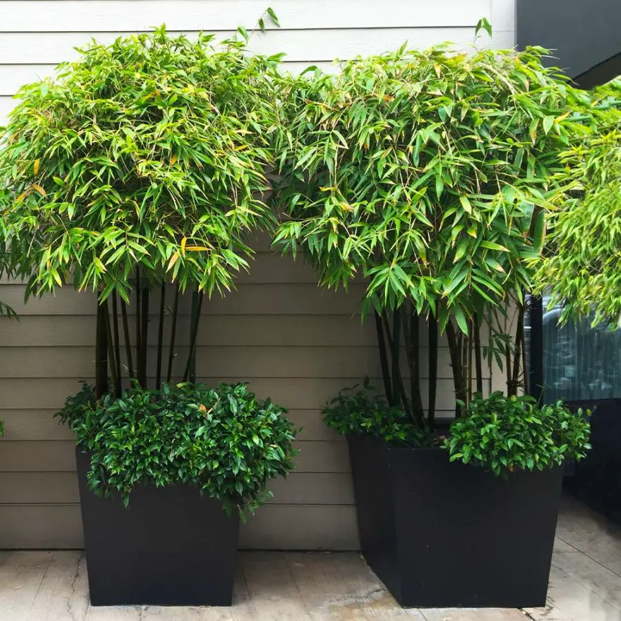 Black Bamboo In Pots