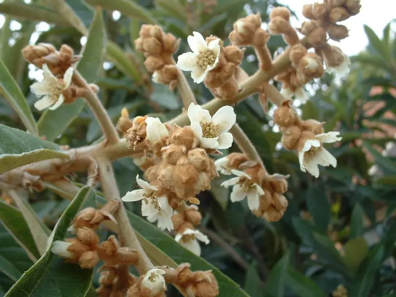 loquat tree flowering