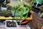 Blue Star Fern - Easy Care Tips for Phlebodium aureum