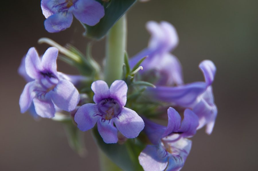 Growing Penstemon In Pots