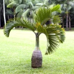 Indoor Palm Trees