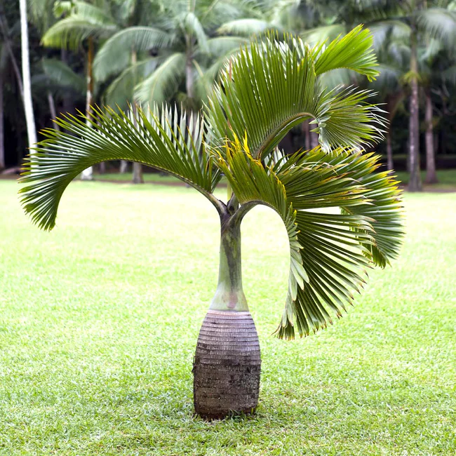 bottle palm