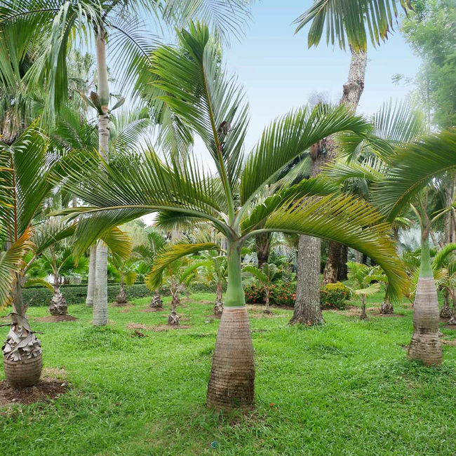 bottle palm