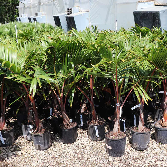 Bottle Palm Hyophorbe lagenicaulis growing in pots