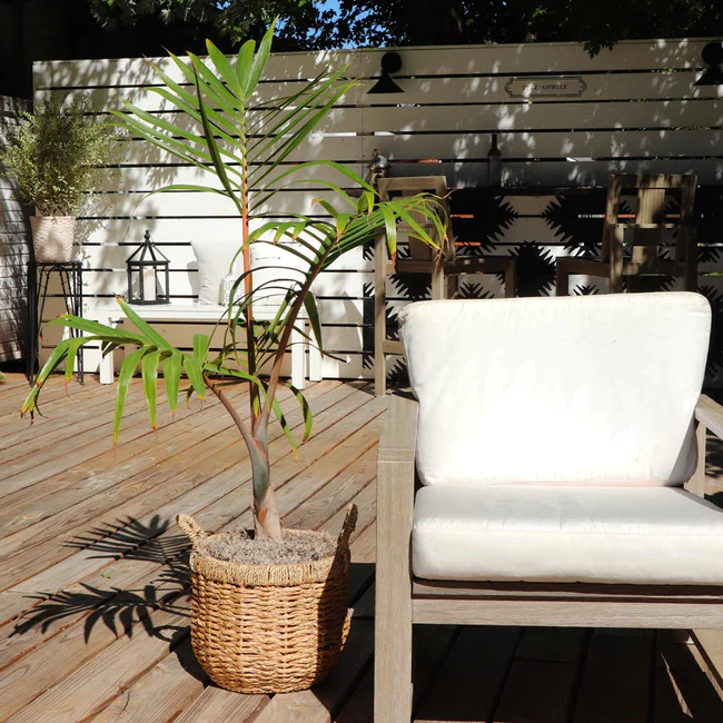 young Bottle Palm Hyophorbe lagenicaulis on deck