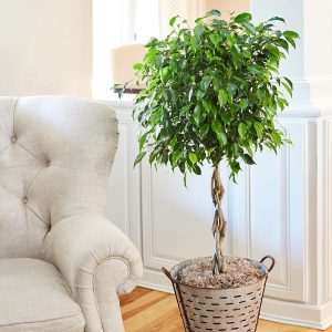 Ficus Benjamina Indoors