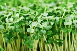 Growing Broccoli Microgreens At Home