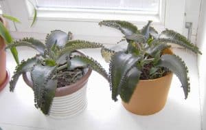Mother Of Thousands Indoor Care