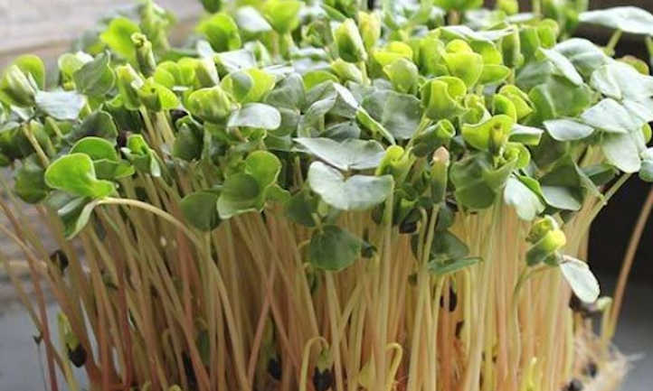 How To Grow Buckwheat Microgreens In 7 Easy Steps 
