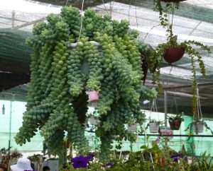 Burro's Tail Plant Care: The Complete Beginners Guide