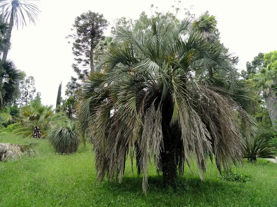 Butia Capita