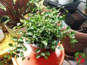 Best Indoor Ferns for Beginners: Button Fern Care Indoors Light, Water & Growing Tips