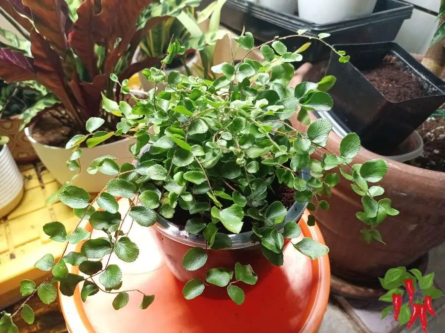 Button Fern Care Indoors Light, Water & Growing Tips
