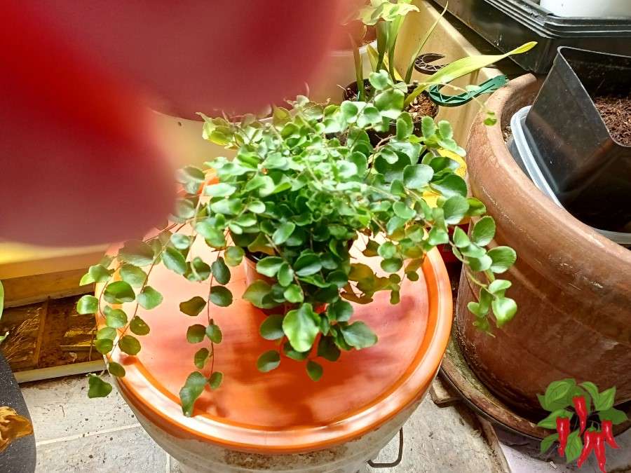 Button Fern Care Tips