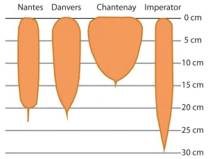 carrot types size