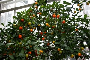 Calamondin Orange Tree Care