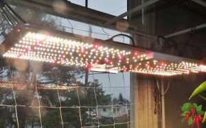 Can You Grow Plants Indoors Without Grow Lights?