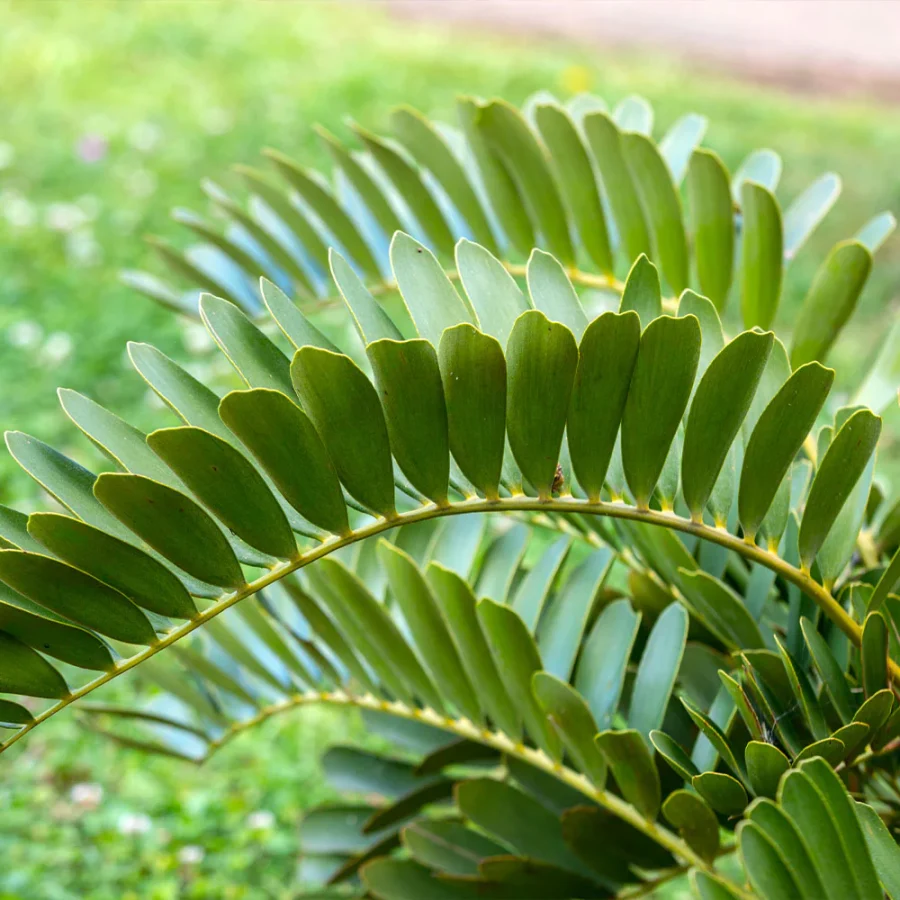 Cardboard Palm foliage
