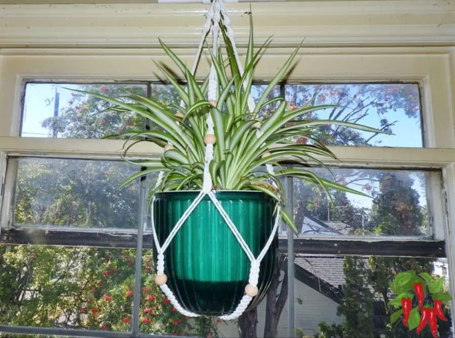 Caring for Spider Plants Indoors