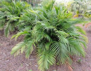 Cat Palm Care Indoors [Chamaedorea Cat Palm Growth Tips]