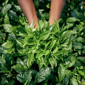 How To Grow A Cold Hardy Tea Plant
