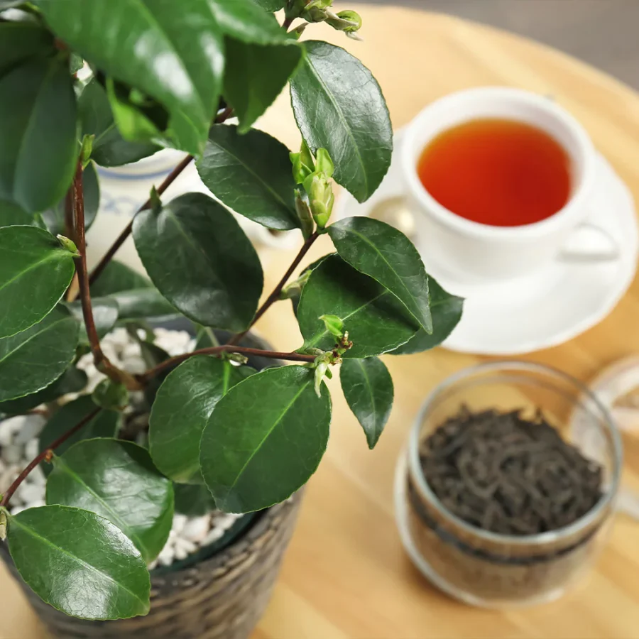 growing tea in pots