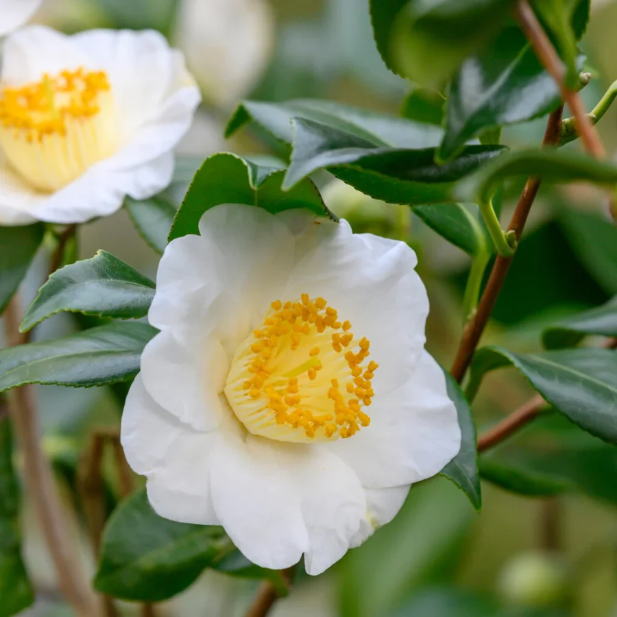 tea plant flowers