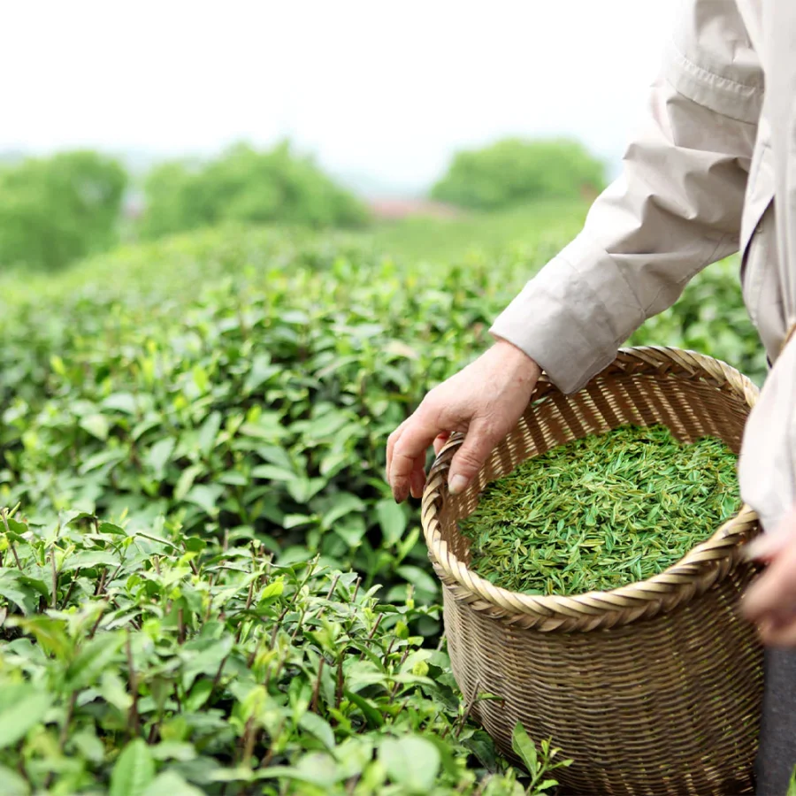 harvesting tea leaves