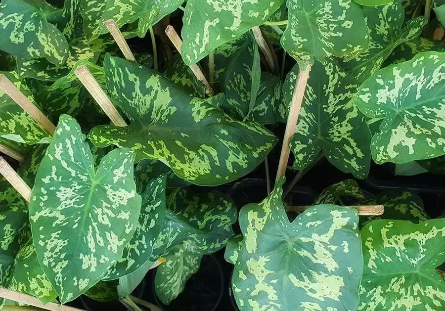 Colocasia Indoor Care