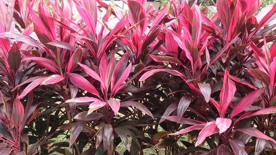Cordyline Red Sister Indoor Care