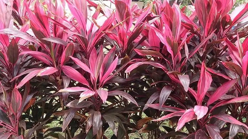 Cordyline Plant Care Indoors - Cordyline fruiticosa 'Firebrand'