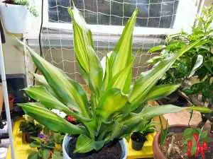 Dracaena Plant Care