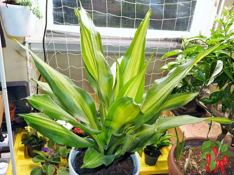 Corn Stalk Dracaena Plant Care