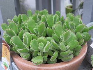 Bear Paw Succulent Care