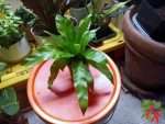 Crispy Wave Bird's Nest Fern Care Indoors