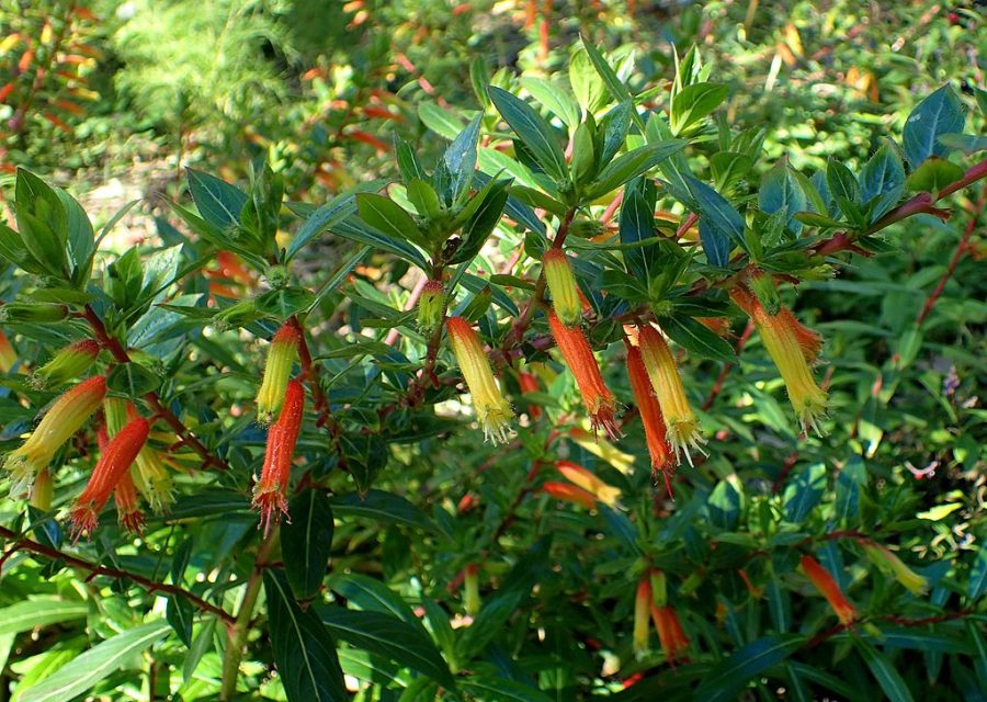 Mexican firecracker plant is known as Cuphea micropetala