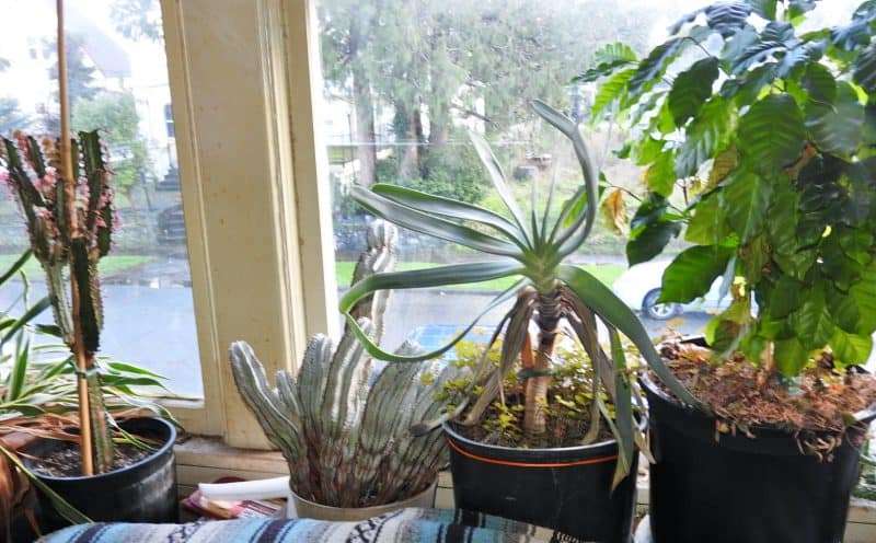 Indoor plants growing under lights in Steve's apartment
