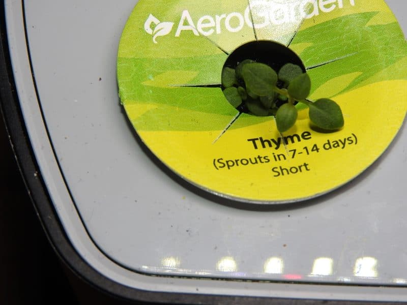 thyme in AeroGarden harvest