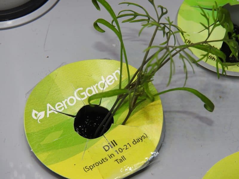 dill in AeroGarden harvest