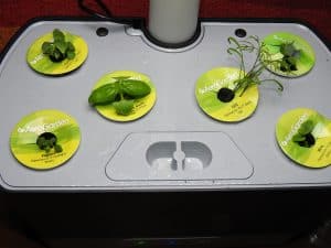 How Long For An AeroGarden To Sprout AeroGarden harvest week 2