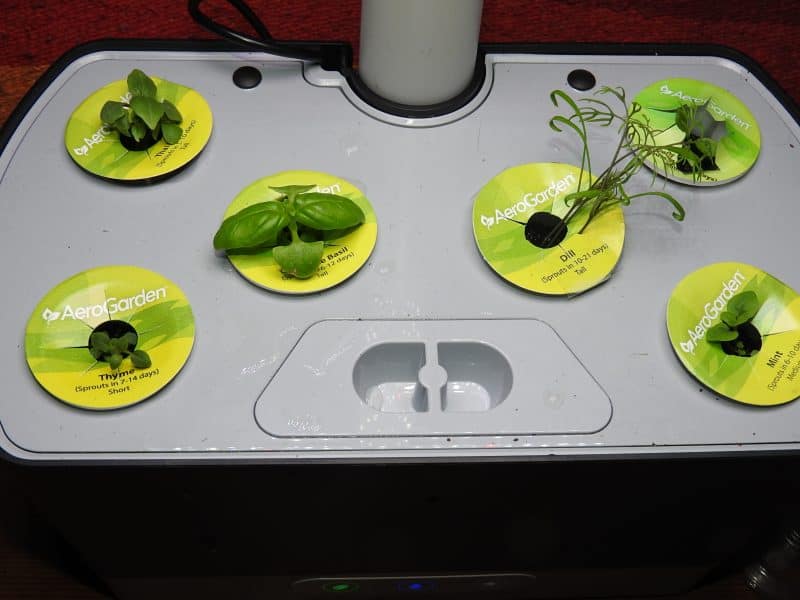 How Long For An AeroGarden To Sprout