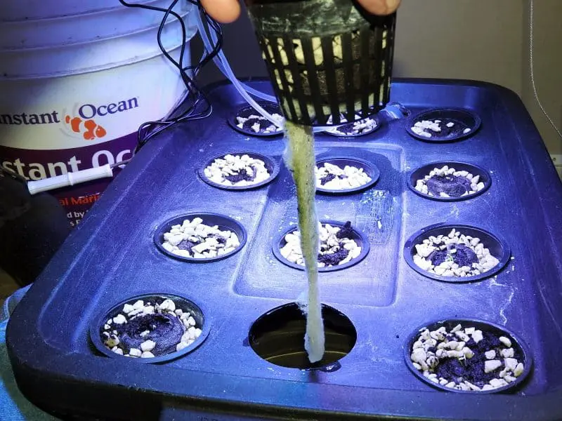 Hydroponic Wick System