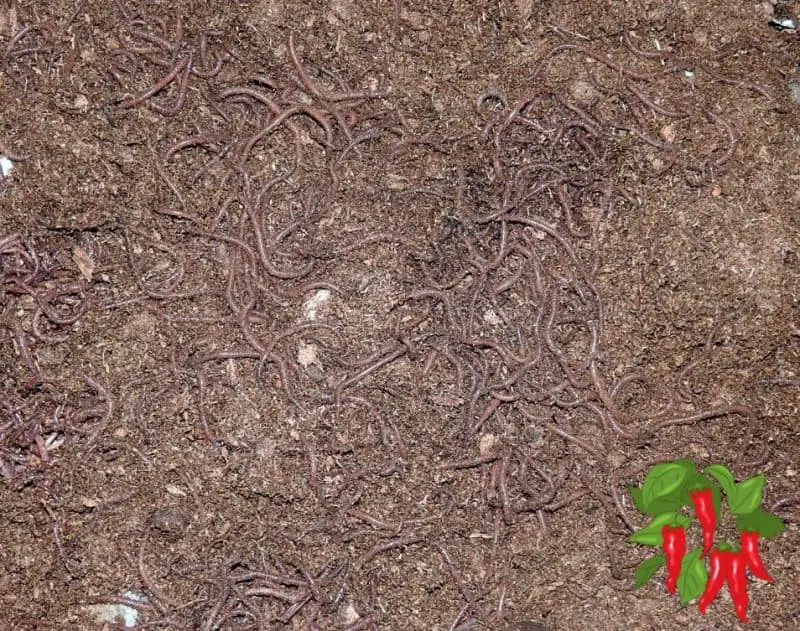 Vermicomposting for Apartments