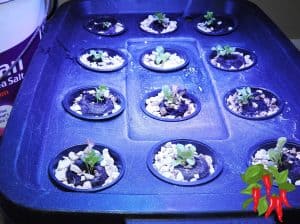 Growing Vegetables Indoors For Beginners