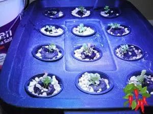 Growing Vegetables Indoors For Beginners