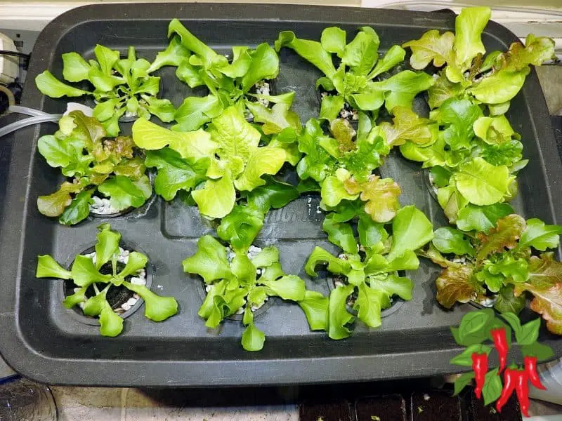 Growing Hydroponic Lettuce Indoors